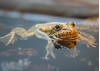 Efforts to Save Federally Endangered Frogs, Tadpoles Continue