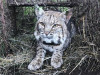 Biologists Determine Bobcat, Mountain Lion Killed by Rat Poison