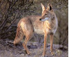 Sept. 12: Placerita Canyon Nature Center to Zoom with Coyotes