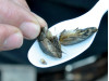 Non-Native Quagga Mussels Found in Castaic Lake