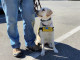 Santa Clarita Transit Lends Helping Hand to Guide Dogs