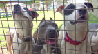 LA County Animal Care & Control offers big dog adoption discounts