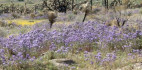 Wildflowers are in full bloom in the Antelope Valley