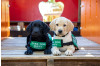 Volunteers Needed to Raise Puppies for Guide Dogs for the Blind