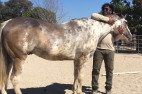 Blue Star Ranch is looking for horse breeding volunteers
