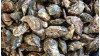 Public Health Warns of Raw Oysters Linked to Gastrointestinal Illness