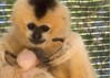 Gibbon Conservation Center Welcomes New Baby Girl