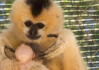 The Gibbon Conservation Center welcomes a new baby girl