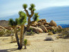 State Fish & Wildlife Call Joshua Tree Protections Unnecessary for Now