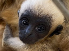 The Gibbon Conservation Center receives donations for the Gibbon child