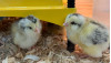 Library ‘Chick Cam’ Babies Christened with Literary Names