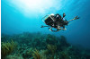 Robot May Help CSUN Marine Biologist Find Clues to Protect Vanishing Corals