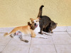 Nov. 13-18: Santa Clarita Pet Adoption Week