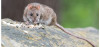 Rat Poison Bill Ramps Up Restrictions, Allows Public Enforcement