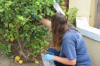SCV Residents Urged to Inspect Gardens, Don’t Move Fruit