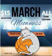 Adopt a Cat During March Meowness at Castaic Animal Center