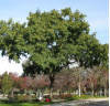 Barger Spotlights Availability of Free Parkway Trees During Earth Month