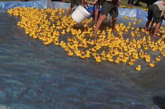 Rubber Ducky ducks in the pool