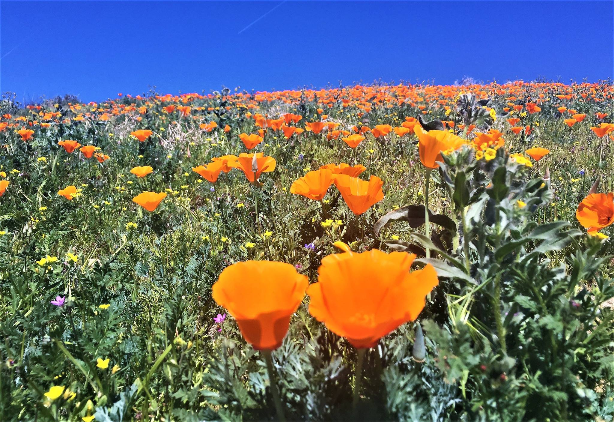 March 1 California Poppy Reserve Center Opens in