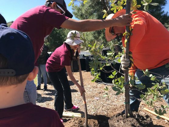 Volunteers planting trees in Santa Clarita.