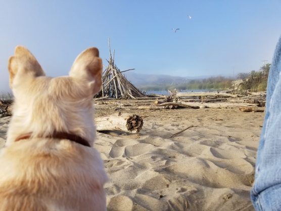 beach alert - Ventura Beach