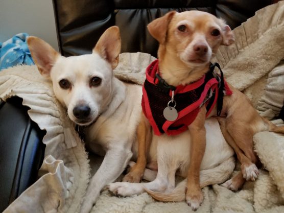 Former shelter pets Lennon and Freeda were rescued and adopted from the Baldwin Hills and Castaic shelters, respectively, and are loving life in Santa Clarita.