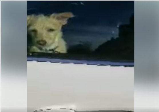 dog in hot car