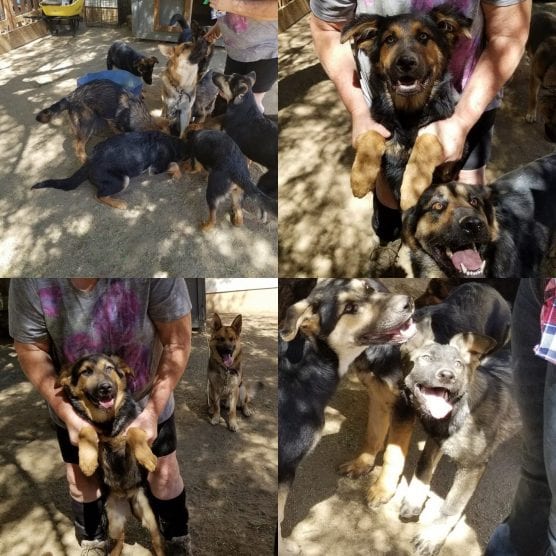 The nonprofit Santa Clarita-based Robert T. Brentnall Pawsibilities Foundation needs help with a family of German shepherds.