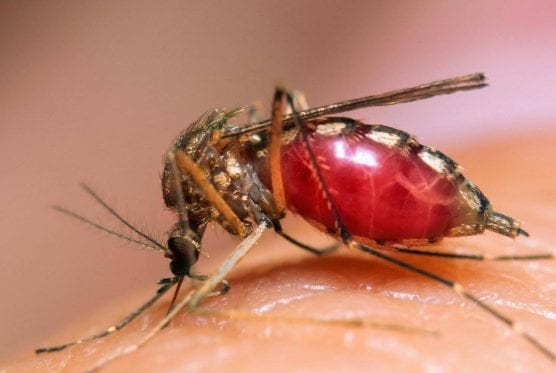 west nile virus mosquito sample - death