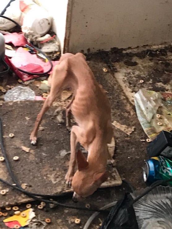 One of the Chihuahuas rescued in November 2018 after the arrest of Ignacio Jesus Adame in Neenach. | Photo: LASD.