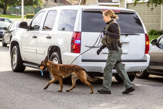 A sheriff's deputy returns a narcotics dog back to its kennel during an arrest in Canyon Country. | Photo: Austin Dave/The Signal.