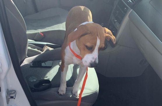 A puppy rescued by Santa Clarita Valley Sheriff’s Station deputies was taken to Castaic Animal Shelter Friday. | Photo: Courtesy SCV Sheriff's Station.