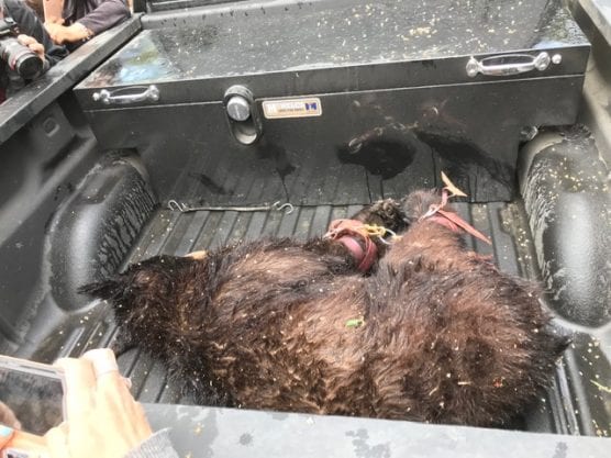 A bear tranquilized by Los Angeles County firefighters was bound and placed in the bed of a pickup truck in Valencia Friday morning for relocation in the local wilderness. | Courtesy photo by Carlos Vasquez.