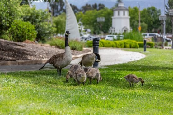 A family of geese grazes near Bridgeport Marketplace Lake in Valencia. | Photo: Cory Rubin/The Signal.