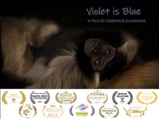 Violet is Blue
