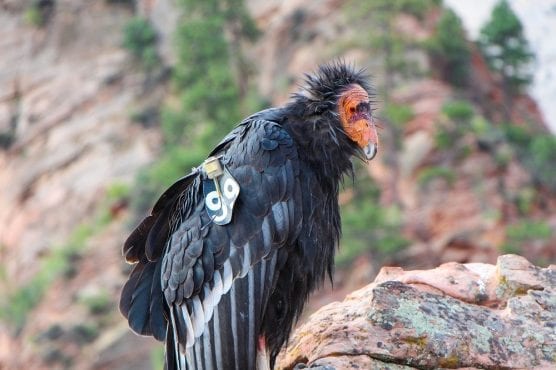 A California condor, tagged and equipped with a radio tracking device.