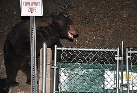 A bear was sighted near a Newhall mobile home park early Wednesday morning. | Photo: Rick McClure.