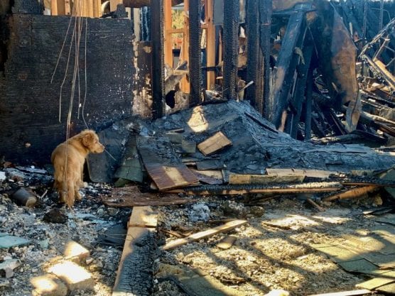 Murphy, the Lamon family's dog, looks at his burned-down home on Husk Avenue in Baker Canyon that was destroyed during the Tick Fire. | Photo: Emily Alvarenga / The Signal.