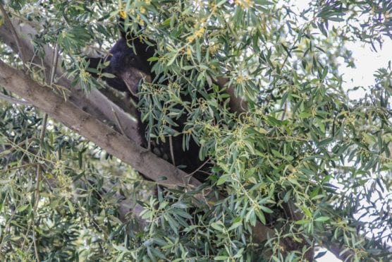 bear arm -- Bear in a tree during a rainy day in a Valencia neighborhood. | Photo: Lorena Mejia / The Signal.