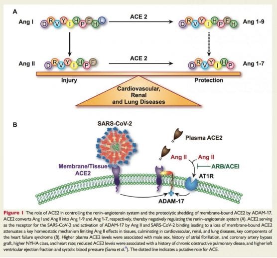 The role of ACE2 in controlling the renin-angiotensin system and the proteolytic shedding of membrane-bound ACE2 by ADAM-17. ace2 (European Heart Journal)