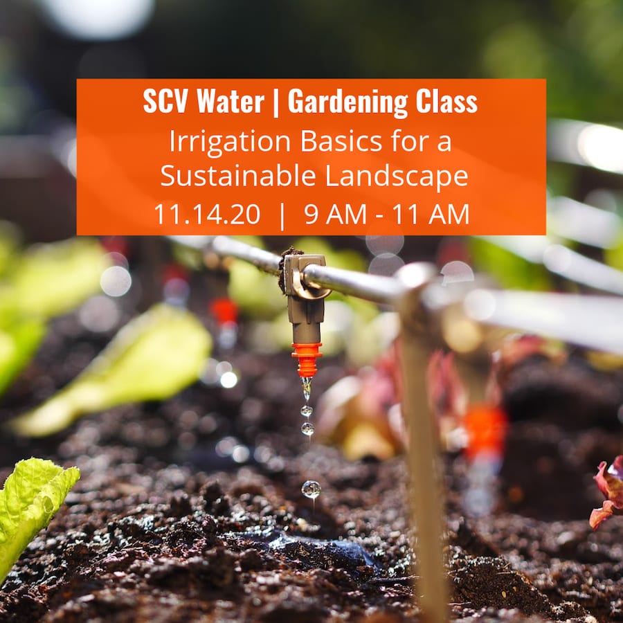 SCVNews.com | SCV Water’s Virtual Gardening Class To Discuss Irrigation ...