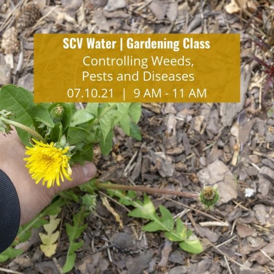 SCV Water Gardening Class