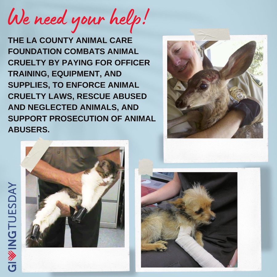 SCVNews.com | County Animal Care, Control Seeking ‘Giving Tuesday’ Donations