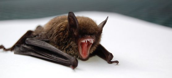Bat unsplash