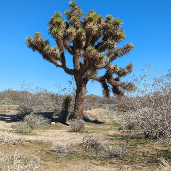 Joshua-tree