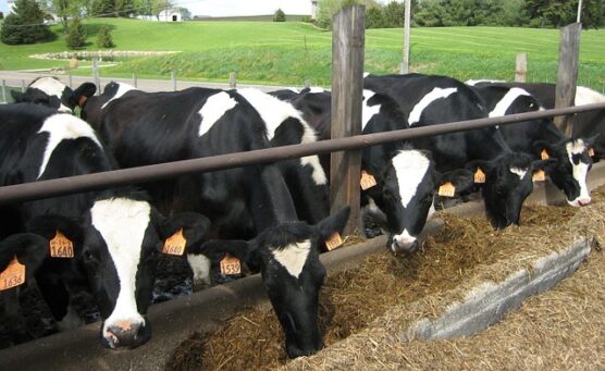 dairy cattle