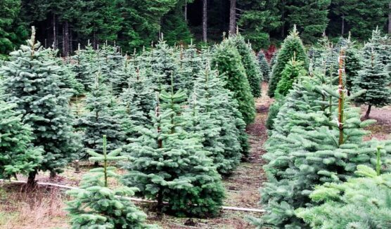 CHRISTMAS TREE FARM