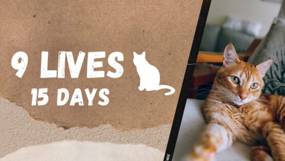 15 days 9 lives cropped