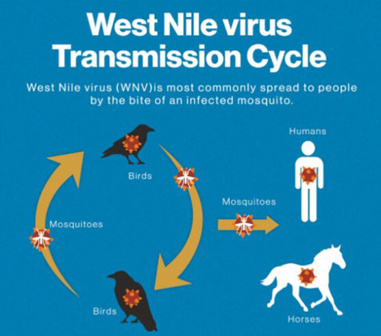 West Nile Virus