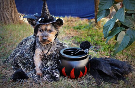 halloween dog